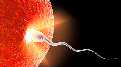 sperm