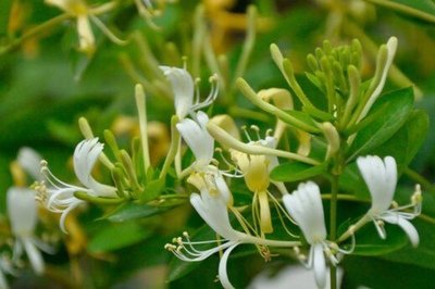Honeysucklecanworkonprostatitis
