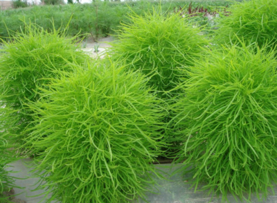 KochiaScopariaforcystitis