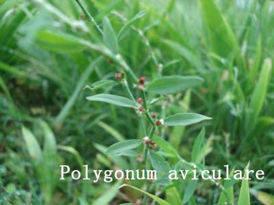 Polygonum aviculare