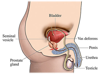 prostatitis treatment