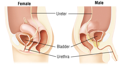 urethritis treatment 