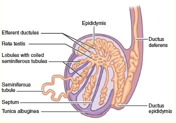 epididymitis treatment 