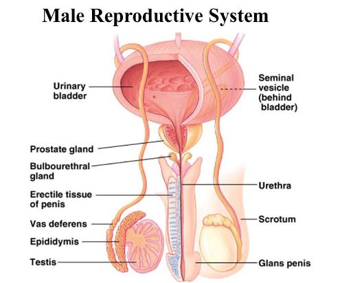 curing prostatitis