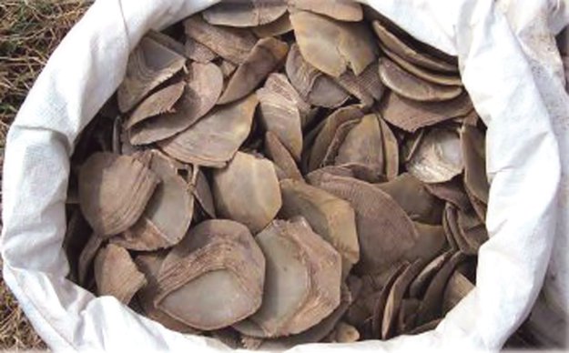 pangolin scales