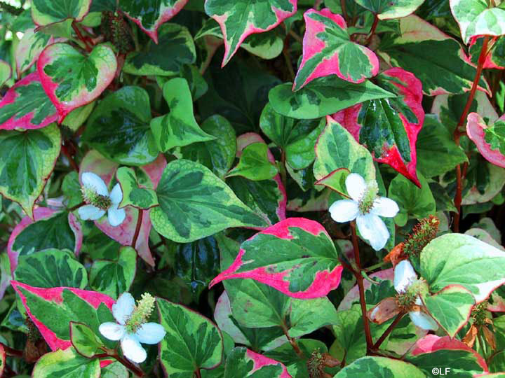 Houttuynia cordata