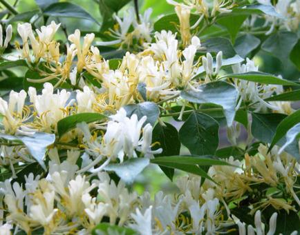 honeysuckle