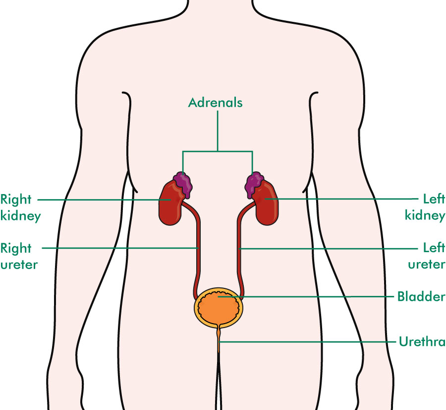 kidney disease
