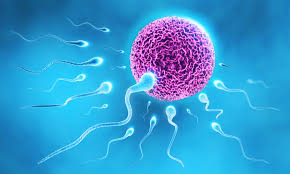 male infertility