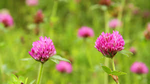 natural herb